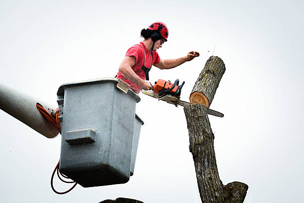 Best Leaf Removal  in Amherst, VA